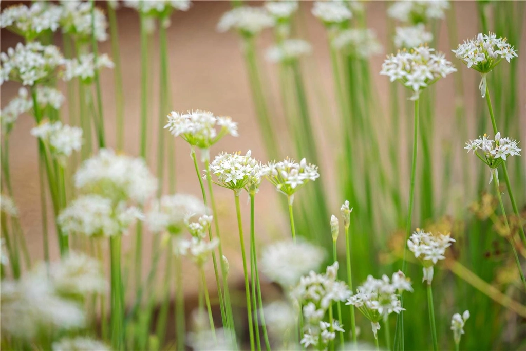 Omraade Hillerod
